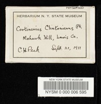 Cortinarius clintonianus image