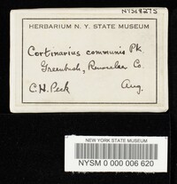 Cortinarius communis image