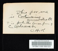 Cortinarius cotoneus image