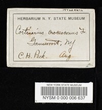Cortinarius croceoconus image
