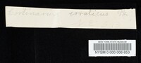 Cortinarius erraticus image