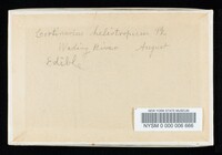 Cortinarius heliotropicus image