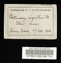 Cortinarius nigrellus image