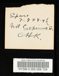 Cortinarius opimus image