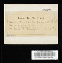 Cortinarius pulcher image