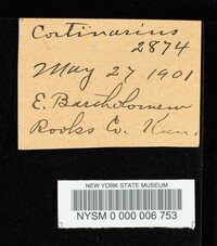 Cortinarius rimosus image
