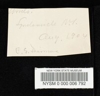 Cortinarius squamulosus image