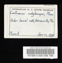 Cortinarius magicus image