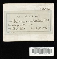 Cortinarius sublateritius image