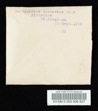 Cortinarius coruscans image