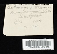 Cortinarius heliotropicus image