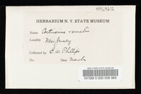 Cortinarius vernalis image
