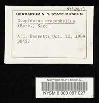 Crepidotus crocophyllus image