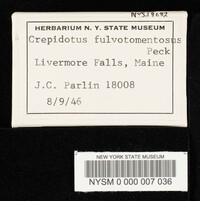 Crepidotus fulvotomentosus image