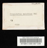 Crepidotus malachius image