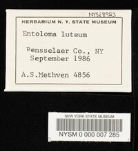 Entoloma luteum image