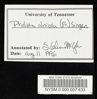 Pholiota alnicola var. alnicola image