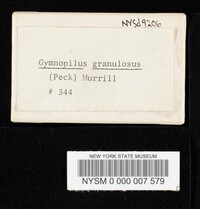 Gymnopilus granulosus image