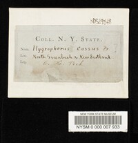 Hygrophorus cossus image