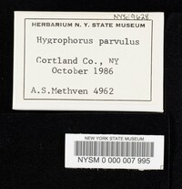 Hygrophorus parvulus image