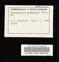 Hygrocybe pratensis var. pratensis image