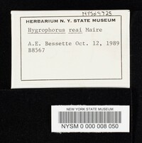Hygrophorus reae image