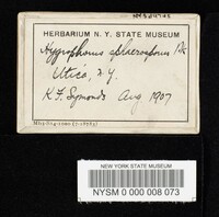 Hygrophorus sphaerosporus image