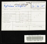 Hypholoma elongatipes image