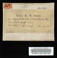 Hypholoma ornellum image