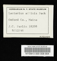 Lactarius affinis image