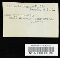 Lactarius cognoscibilis image
