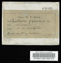Lactarius glyciosmus image