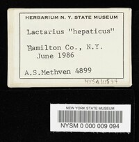 Lactarius hepaticus image