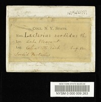 Lactarius sordidus image