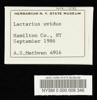 Lactarius uvidus image