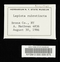 Lepiota rubrotincta image
