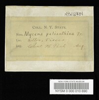 Mycena pelianthina image