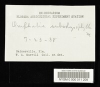 Omphalia subchrysophylla image