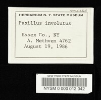 Paxillus involutus image