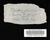 Agaricus eximius image