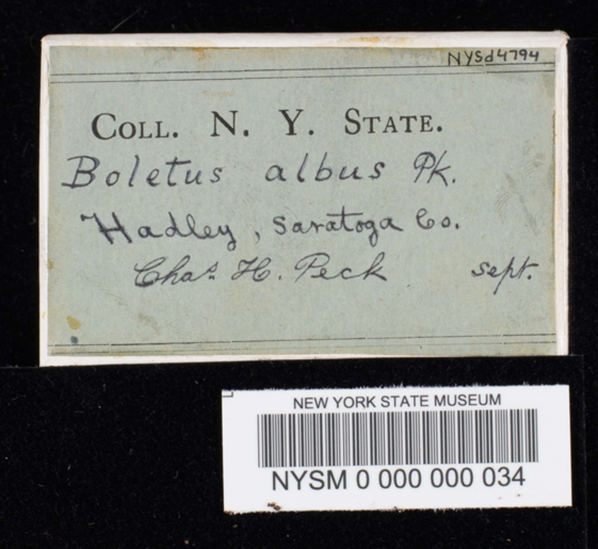Boletus albus image