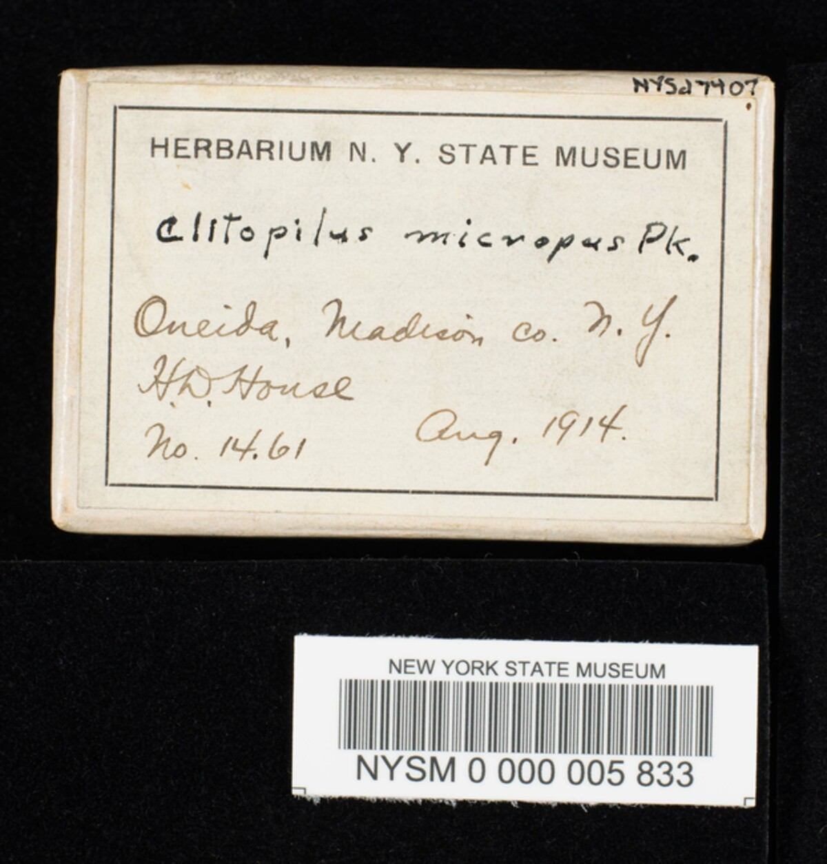 Clitopilus micropus image