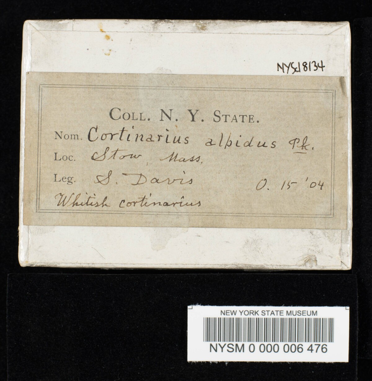 Cortinarius albidus image
