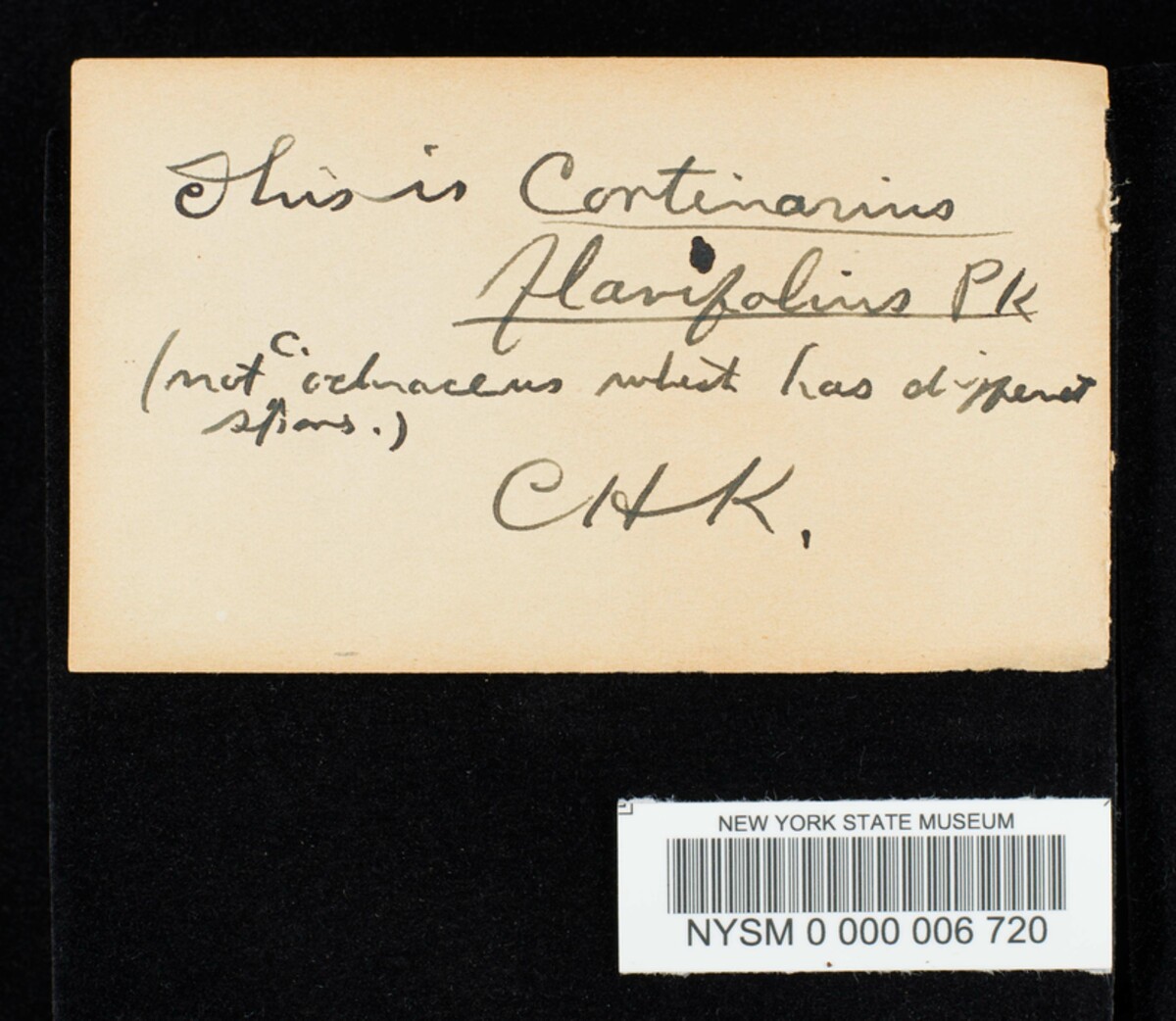 Cortinarius ochraceus image