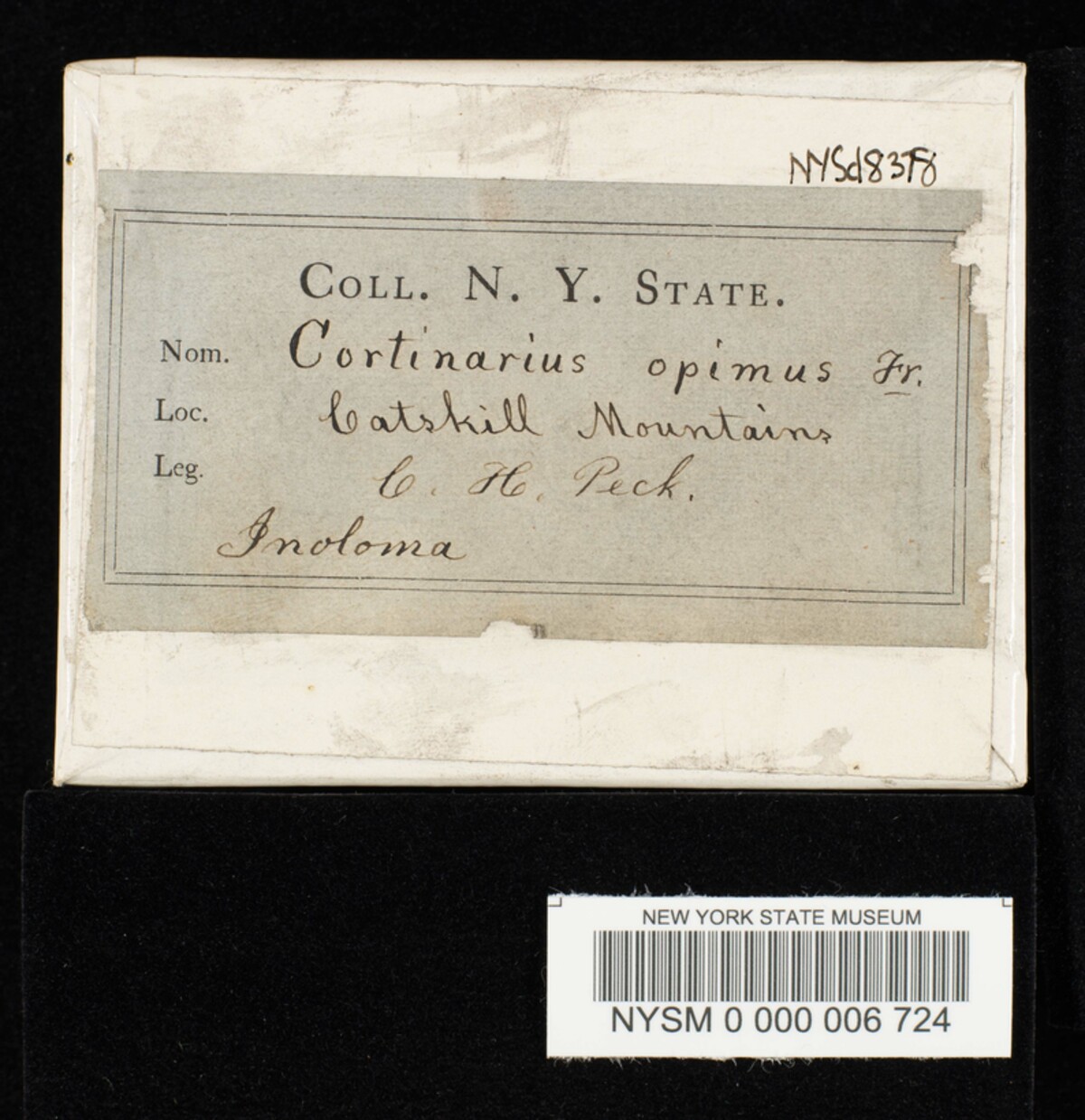 Cortinarius opimus image