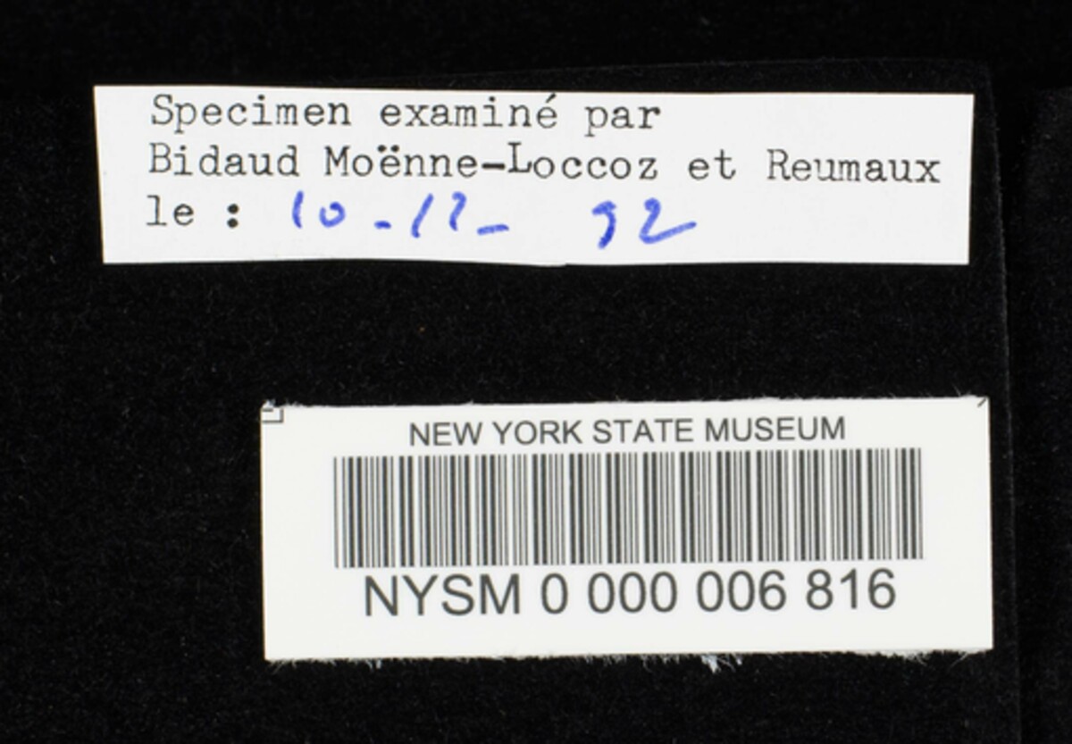 Cortinarius tricolor image