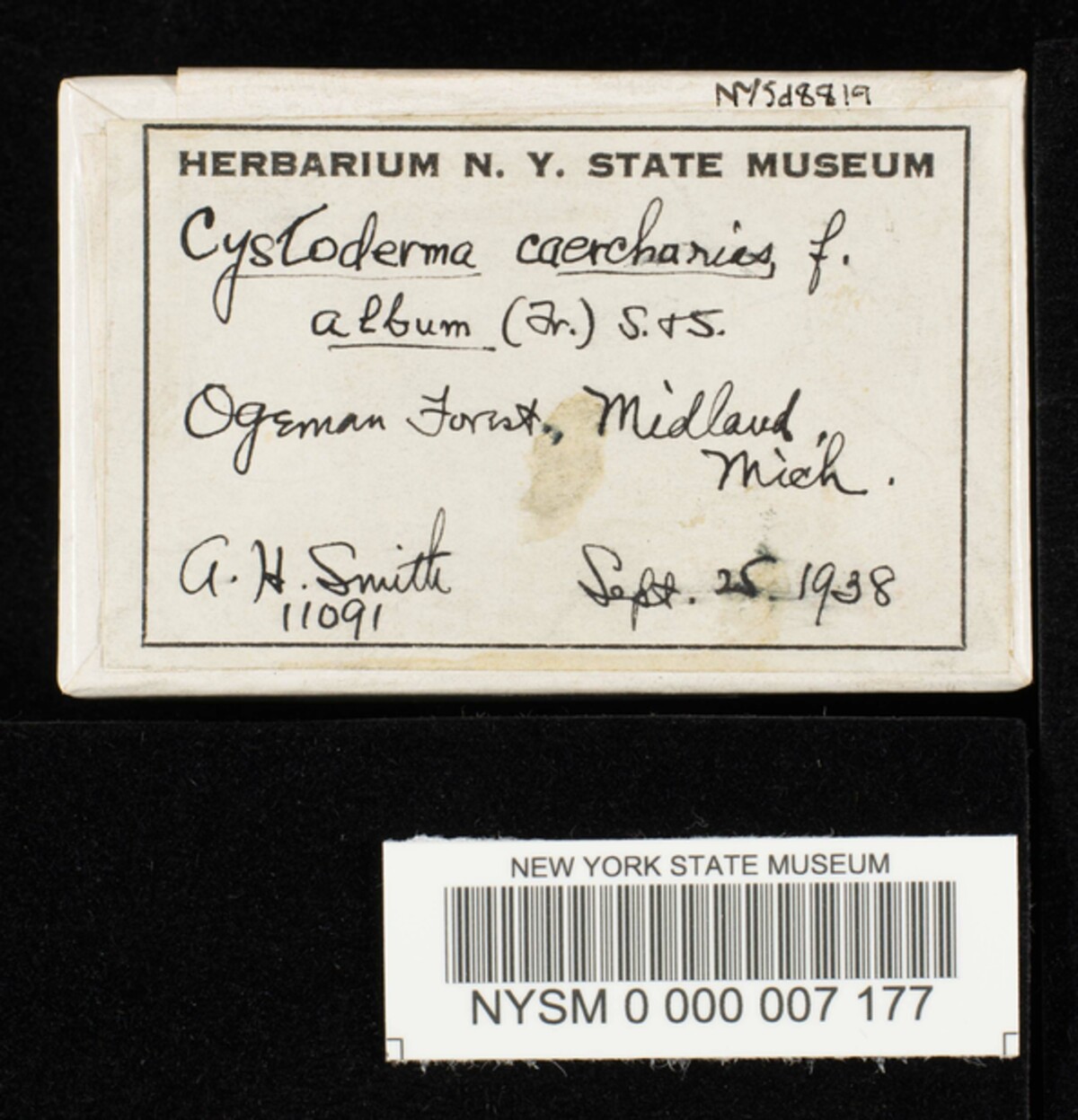 Cystoderma carcharias image