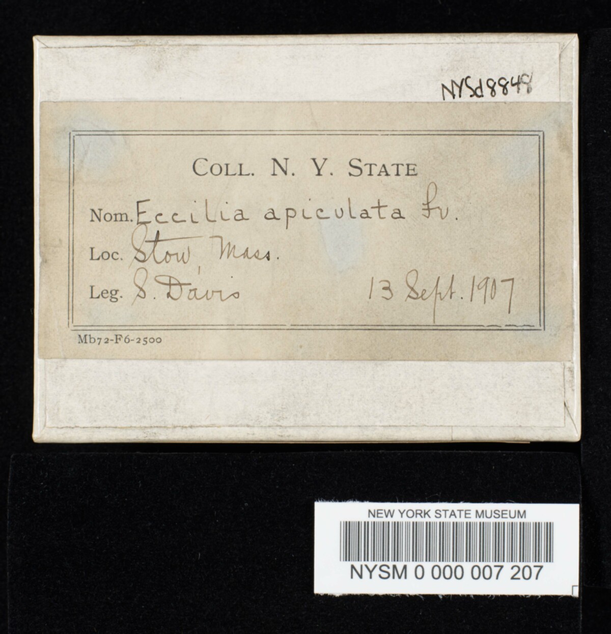Eccilia apiculata image
