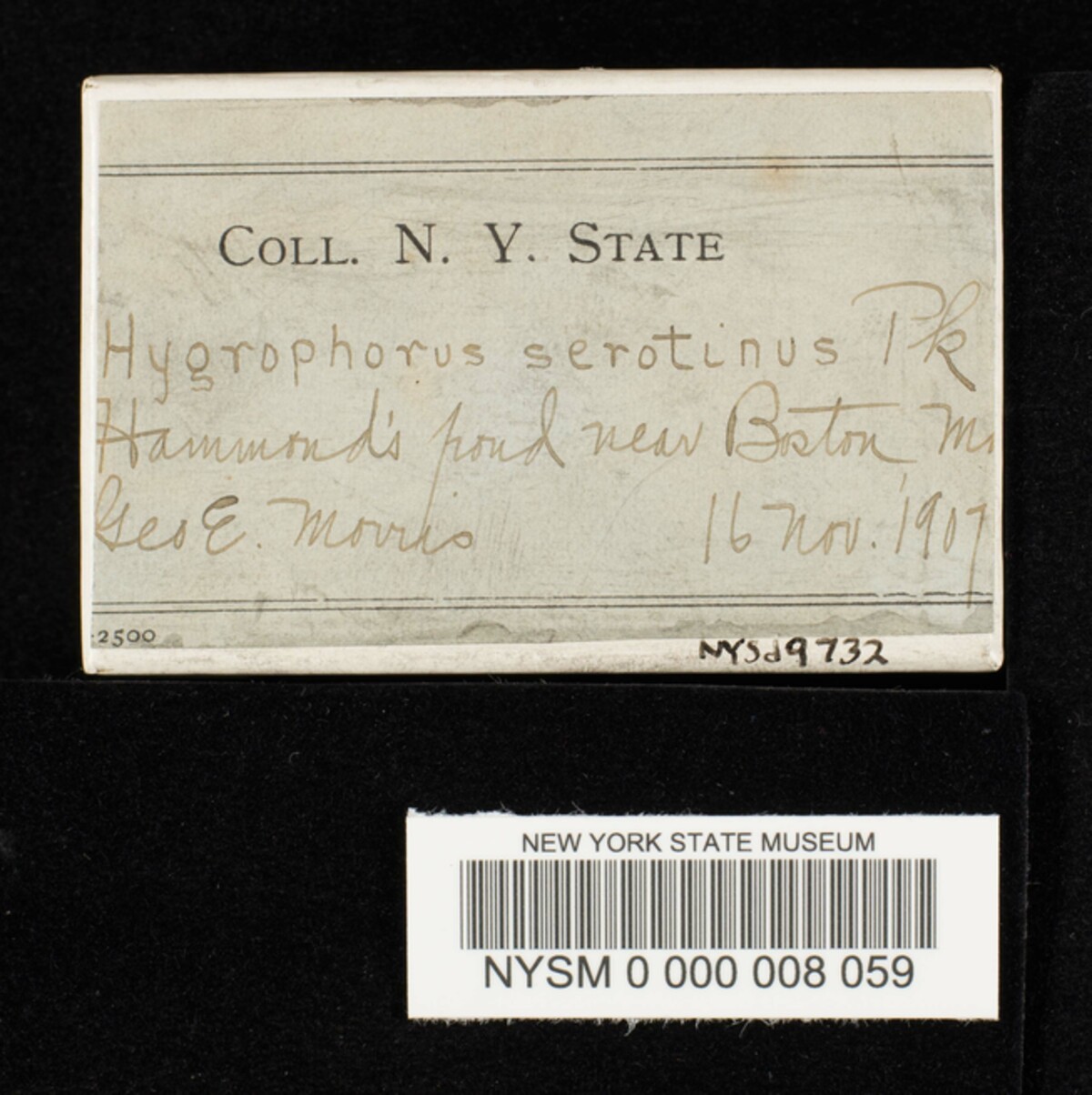 Hygrophorus serotinus image