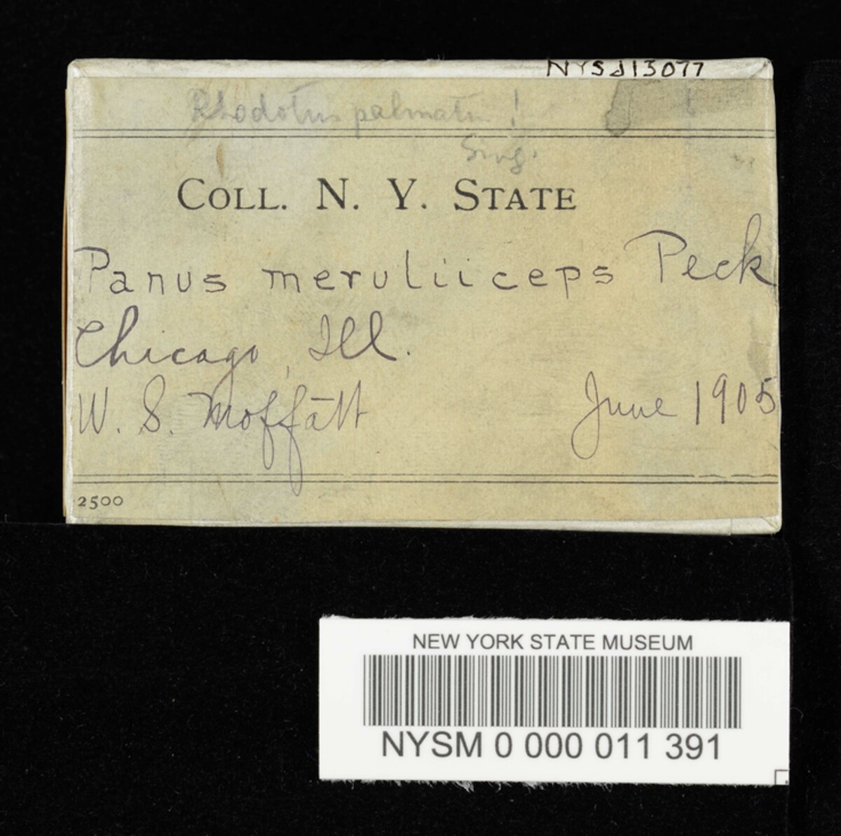 Panus meruliceps image